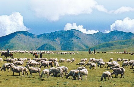 青海祁連：畜牧業(yè)發(fā)展實(shí)現(xiàn)新跨越