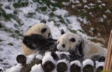 快來圍觀秦嶺大熊貓打雪仗！