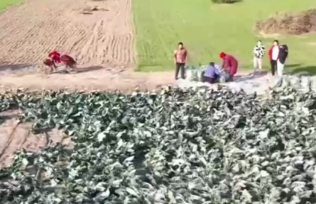 河南、江蘇等地的鄉(xiāng)村發(fā)展特色種植 為鄉(xiāng)村振興注入新動(dòng)能