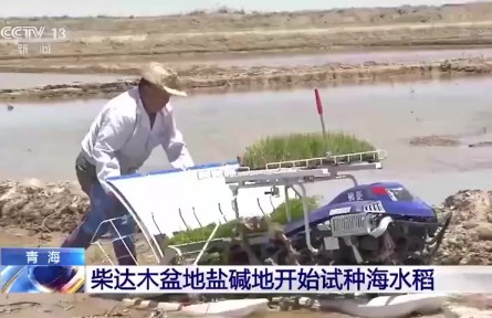 了不起！袁隆平團隊在柴達木盆地鹽堿地試種“海水稻”