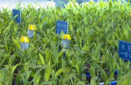 【農(nóng)業(yè)知識】玉米增密度“5335”配套集成技術(shù)