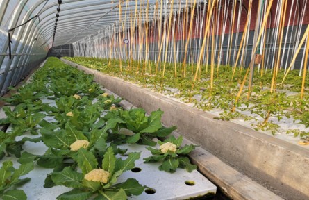 山東煙臺(tái)蓬萊區(qū)站馬張家村：發(fā)展魚菜共生 奔向鄉(xiāng)村振興