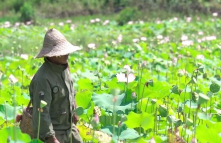 福建建陽后畬村：盛夏時節(jié)采蓮忙 特色產(chǎn)業(yè)促振興?