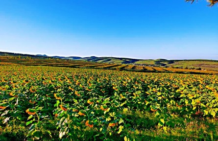 遼寧朝陽建平縣：一畦梯田帶來的財(cái)富