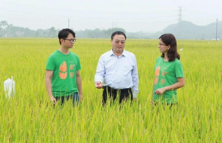 唐湘如：讓國(guó)產(chǎn)香米成增收利器