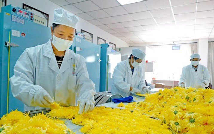 他用一朵菊花富了浙江寧波這個(gè)村 村民收入是打工的四五倍