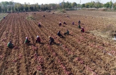 山東威海乳山市：小地瓜大產(chǎn)業(yè) 特色產(chǎn)業(yè)助農(nóng)增收