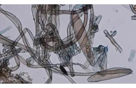 果農(nóng)送給博士生的橘子，會被拿去做啥研究？