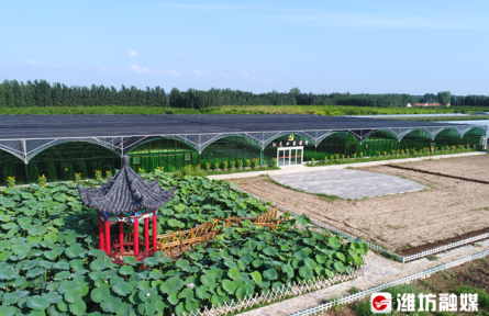 山東濰坊：奏響“豐收歌” 拓展“致富路” 擦亮“金名片”