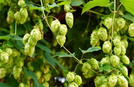 物種故事 | 啤酒花：啤酒苦不苦，我說了算