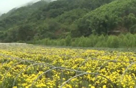 特色產業(yè)助推云南普洱鄉(xiāng)村振興