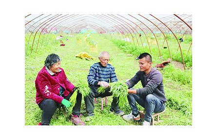 安徽阜陽口孜鎮(zhèn)：“小蘆蒿”帶動鄉(xiāng)村大產(chǎn)業(yè)