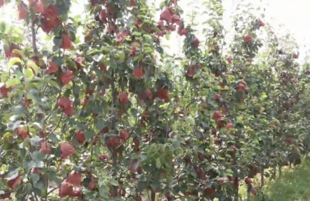 河北邯鄲魏縣：優(yōu)化梨產(chǎn)業(yè)結(jié)構(gòu) 助力鄉(xiāng)村振興