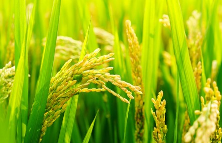 科普 | 怎樣稻作更能固碳減排？