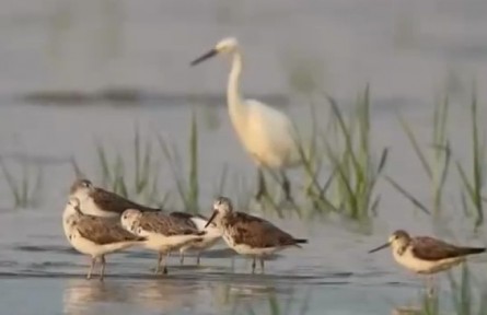 江蘇鹽城：黃（渤）海候鳥棲息地 自然遺產(chǎn)可持續(xù)發(fā)展的中國樣本