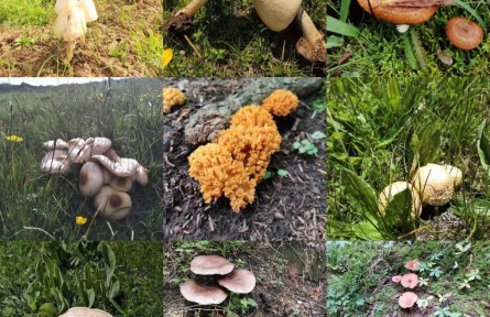 “越鮮艷越有毒”？野蘑菇民間“驗(yàn)毒偏方”不可信