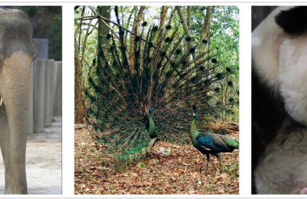 大象、孔雀、熊貓——那些“親戚”太多 傻傻分不清楚的動(dòng)物