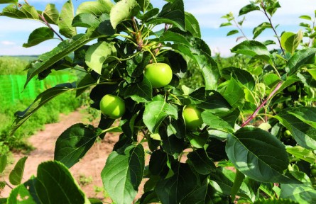 吉林長春九臺區(qū)：曬曬上河灣林果的倍增效益