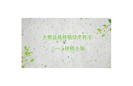 大棚藍莓種植技術(shù)教學