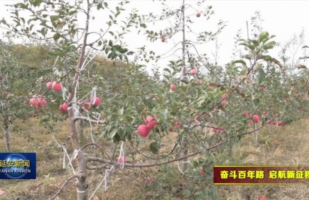 陜西延安：蘋果迎豐收 果農銷售忙