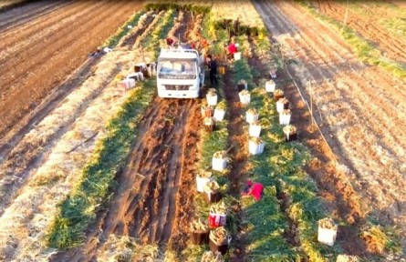 山東平度田莊鎮(zhèn)吉戈莊村：大姜喜豐收 邀您來(lái)采購(gòu)