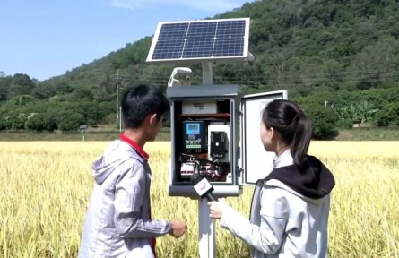 廣州：“南大門”飄稻香 5G農(nóng)業(yè)筑牢大國糧倉