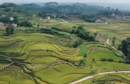 我國鄉(xiāng)村富民產業(yè)發(fā)展勢頭良好 全面推進鄉(xiāng)村振興取得積極進展