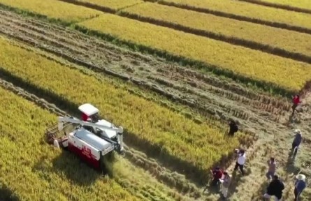 廣東：晚稻收割基本完成 多措并舉保障糧食安全