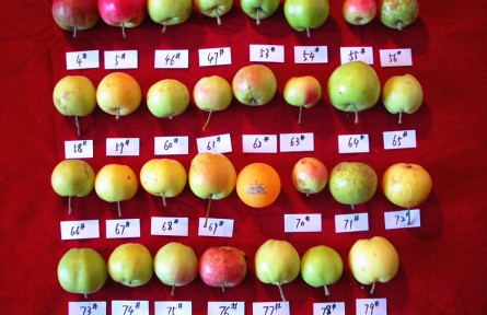 山東農大陳學森團隊：破解蘋果生命密碼