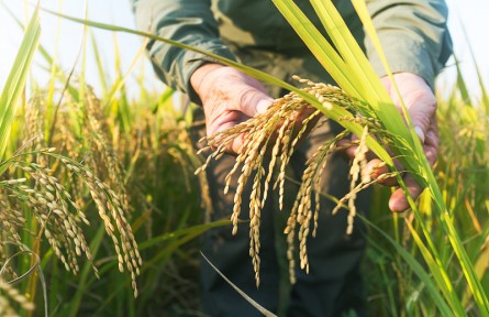 中國(guó)科學(xué)家構(gòu)建水稻全基因組功能單倍型數(shù)據(jù)集