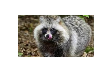 頻頻現(xiàn)身居民區(qū) 貉為啥來城市安營(yíng)扎寨？