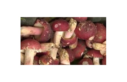 又到一年食菌季 如何安全享美味？