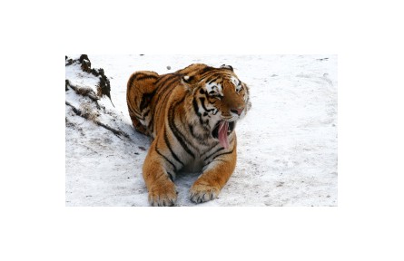 大型猛獸蹤跡頻現(xiàn)為哪般？