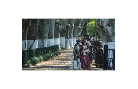 又到一年“飛絮季” 如何防護？