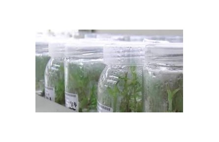 堪稱農(nóng)業(yè)“芯片” 種子如何完好保存？