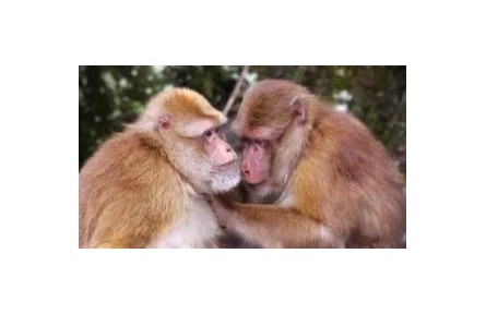 保護野生動植物 我們能做些什么？