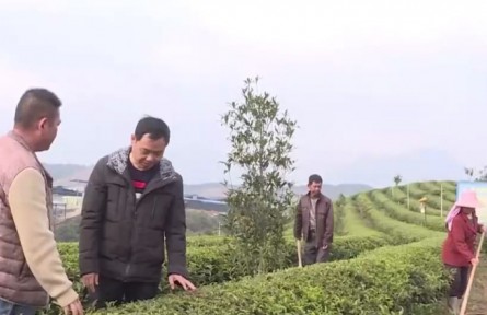 福建浦城：農(nóng)技人員深入一線指導(dǎo)防寒防凍