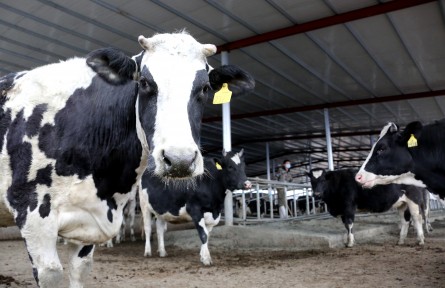 打好種業(yè)翻身仗，“奶牛大省”山東出大招