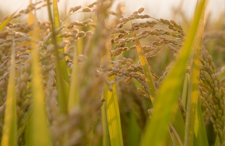 種業(yè)翻身仗迎來頂層設(shè)計(jì)與系統(tǒng)部署