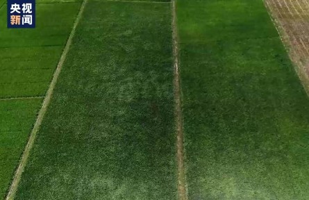 中國(guó)農(nóng)業(yè)科學(xué)院發(fā)布2030年“強(qiáng)種科技行動(dòng)”目標(biāo)