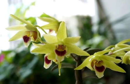 物種故事 | 石斛：生長于峭壁之上，也無法逃脫一度被采挖殆盡的命運