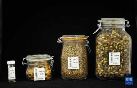 中國西南野生生物種質(zhì)資源庫：在這里，種子可活千年