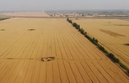 我國秋糧收購進(jìn)入高峰