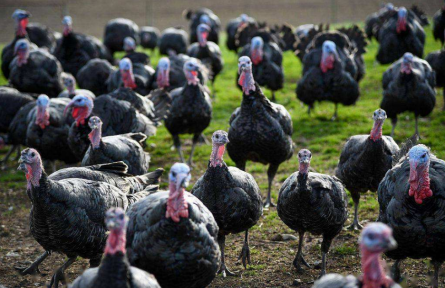 火雞這么貴，真比平時吃的雞更有營養(yǎng)嗎？