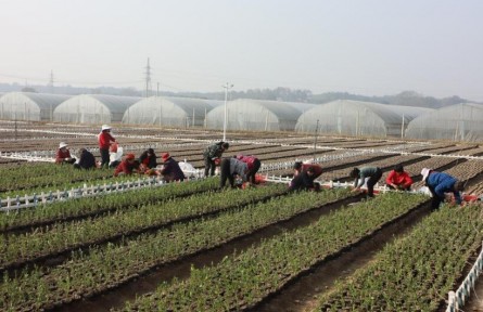 安徽太湖花園村：盤(pán)活土地資源 助推鄉(xiāng)村振興