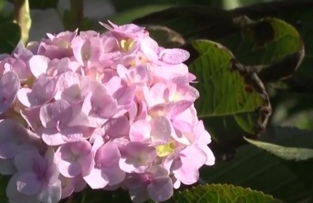 云南：發(fā)展特色產業(yè) 壯大集體經濟 為鄉(xiāng)村振興釋放活力