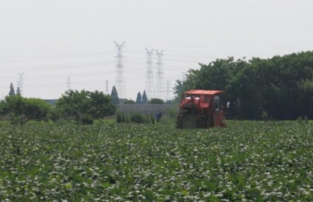 全程機械化規(guī)?；N植  浙江鮮食大豆產(chǎn)量逆勢上揚