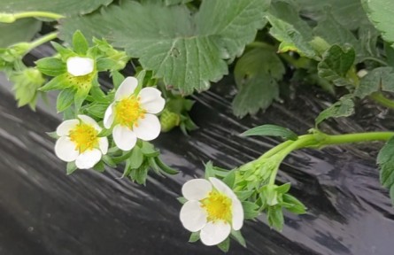 草莓開花期養(yǎng)護(hù)要點