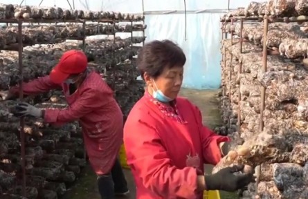 河南漯河：勞模合力團(tuán) 凝力聚才助推鄉(xiāng)村振興