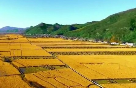 遼寧桓仁：抓品質(zhì)強(qiáng)品牌 桓仁大米香飄全國(guó)